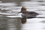 harle couronn - hooded merganser