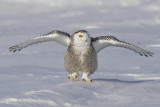 harfang - snowy owl