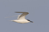 sterne caugek - sandwich tern