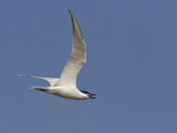 sterne de hansel - gull billed tern