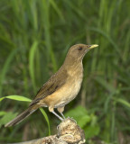 merle fauve - clay colored robin (thrush)