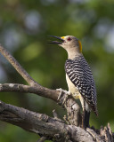 pic  front dor  - golden fronted woodpecker