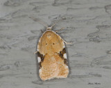 Acleris cervinana (3514)