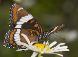 Amiral blanc - White admiral 