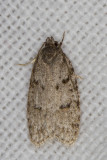 Bog Bibarrambla Moth - Bibarrambla allenella (0911)