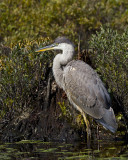 grand hron bleu - great blue heron