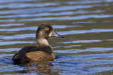 fuligule  collier - ring necked duck