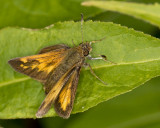 hesprie hobomok - hobomok skipper