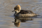 harle couronn - hooded merganser