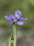 Bermudienne commune - Strict blue-eyed grass - Sisyrinchium montanum