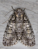 Ovate Dagger Moth - Acronicta ovata (9243)