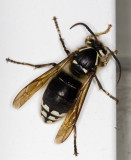 Gupes  taches blanches - Bald-faced hornet - Dolichovespula maculata