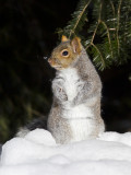 cureuil gris - gray squirrel