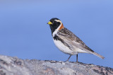 IJsgors / Lapland Longspur 