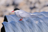Noordse-Stern / Arctic Tern