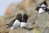 Kleine Alk / Little Auk