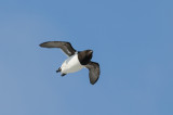 Kleine Alk / Little Auk