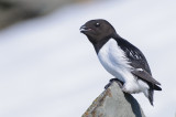 Kleine Alk / Little Auk