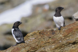 Kleine Alk / Little Auk