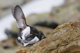 Kleine Alk / Little Auk
