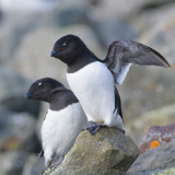Kleine Alk / Little Auk