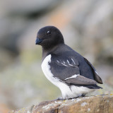 Kleine Alk / Little Auk