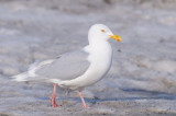 Grote Burgemeester / Glaucous Gull