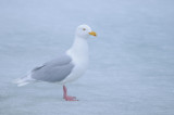 Grote Burgemeester / Glaucous Gull