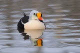 Koningseider / King Eider