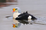 Koningseider / King Eider