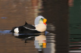 Koningseider / King Eider