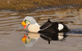 Koningseider / King Eider