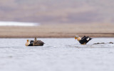 Koningseider / King Eider