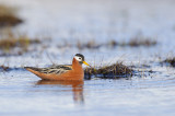 Rosse Franjepoot / Red Phalarope