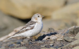 Sneeuwgors / Snow Bunting