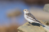 Sneeuwgors / Snow Bunting