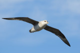 Noordse Stormvogel / Northern Fulmar