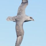 Noordse Stormvogel / Northern Fulmar