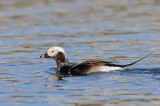 IJseend / Long-tailed Duck