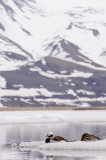IJseend / Long-tailed Duck