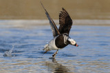 IJseend / Long-tailed Duck