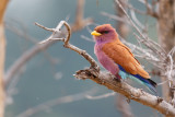 Breedbekscharrelaar / Broad-billed Roller