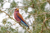 Breedbekscharrelaar / Broad-billed Roller