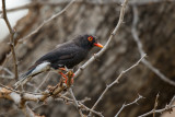 Retz' Klauwier / Retz's Helmetshrike