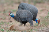 Helmparelhoen / Helmeted Guineafowl