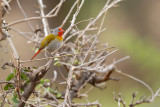 Melba-astrild / Green-winged Pytilia