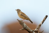 Sabotaleeuwerik / Sabota Lark