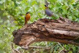 Witbrauwlawaaimaker / White-browed Robin-Chat