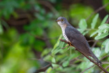 Koekoek / Eurasian Cuckoo,