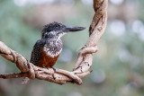 Afrikaanse Reuzenijsvogel / Giant Kingfisher